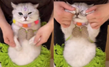 Cat’s sensational belly dance is the best thing on Internet today, Watch