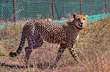Another cheetah Suraj dies at Kuno National Park, 8th in five months