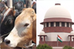 Tamil Nadu govt moves SC against Madras HC&rsquo;s ban on cow slaughter