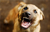 Upset over barking, Karnataka man shoots dog dead: Police