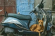Karnataka family adopts stray dog after their son dies saving his life
