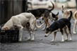 Big Supreme Court win for dog lovers, strays to be sterilised, released
