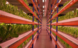 Dubai: World’s largest vertical farm opened, uses 95% less water