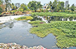 NGT Directs Karnataka to Halt Industrial Effluent Flow into Dakshina Pinakini River