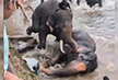 Tourist trampled under two fighting elephants at Kodagu wildlife camp