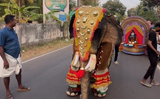 Elephant grooves to Rajinikanths ’Kaavaalaa’ song, but there’s a twist, Watch