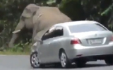 Itchy elephant damages car to scratch his back, Watch viral video