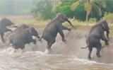 Elephant herd gets trapped in Karnataka canal, rescued by forest officials, Watch