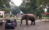 Elephant pushes car around like a toy in viral video, watch