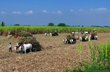 No aid to 96,811 farmers as bank accounts not linked to Aadhaar: Minister