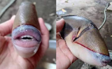 Picture of fish with bizarre human-like lips and teeth stuns netizens