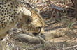Big Cat count in India rises to 26 as Cheetah Gamini gives birth to five cubs, Watch