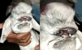 Goat born with human-like face in Madhya Pradesh, Watch viral video