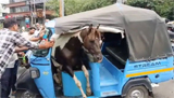 Video: Horses fight in Madhya Pradesh, one leaps into rickshaw and gets stuck
