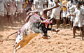 46 People Arrested in Tamil Nadu for Holding Jallikattu