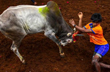 SC upholds validity of Jallikattu, but directs states to protect safety of animals