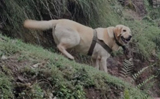 6-Year-old Army dog dies protecting soldier during encounter in J&K