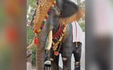 Kerala temple deploys life-size ’mechanical elephant’ for performing rituals, Watch