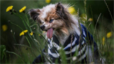 World&rsquo;s oldest dog contender Lazare passes away in France