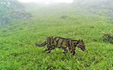 Mysterious clouded leopard spotted for the first time at record heights in Nagaland mountains