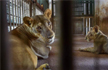 Chennais Vandalur Zoo loses another lioness to COVID-19