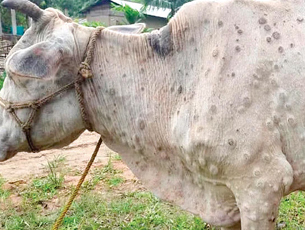 Mangalore Today | Latest main news of mangalore, udupi - Page Dakshina- Kannada-records-over-1-300-cases-of-lumpy-skin-disease Mangalore Today | Latest main news of mangalore, udupi - Page Dakshina- Kannada-records-over-1-300-cases-of-lumpy-skin-disease