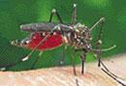 Drug-resistant malaria may spread, India warned