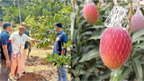 Mangoes worth Rs 3 lakh per kg and more: Malappuram orchard grows the world’s rare fruits
