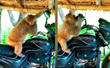 This biker monkey�s funny reaction to seeing himself will leave you in splits, Watch