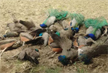After tigress and cubs, 20 peacocks found dead in Tumkuru; probe launched