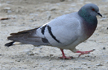 BSF demands FIR against Pakistani pigeon which had paper with contact number attached to its leg