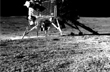 ISRO preparing to revive Pragyan Rover, Vikram Lander as dawn breaks on Moon