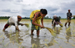 China buys Indian rice for first time in decades as supplies tighten - India trade officials