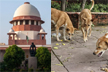 SC orders removal of stray dogs from schools, hospitals, public transport hubs