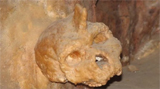 Mysterious 300,000-year-old skull found in Greece does not belong to humans