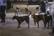 Bengaluru techie mistaken for thief after jumping gate to flee stray dogs