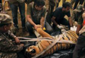Killer tiger captured in Karnataka forest
