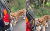 Tiger drags car full of tourists with its teeth, Anand Mahindra shares chilling clip, watch