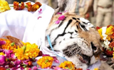 Super Mom of 29 cubs, 16-year-old tigress �Collarwali� dies in MP, forest dept pays last respect