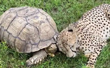 Cheetah plays with tortoise rubbing head in its shell, Watch the viral video