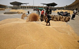 UAE to suspend exports Of Indian wheat for 4 months: Report