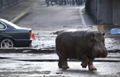 Zoo animals on the run after flooding in Georgian capital