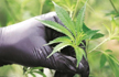 No complete ban on cannabis, medical use allowed: Centre to Delhi HC