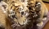 Tamil Nadu man attempt to sell cat painted as Tiger cub for Rs.25 lakhs