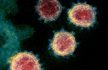 Coronavirus: Scientists hail groundbreaking discovery of antibody which prevents infection