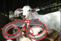 Four arrested for cow slaughter in Karnataka’s Bidar dist