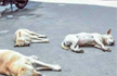 90 Dogs found dead with muzzles, legs tied in Maharashtra