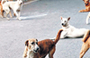 Ghaziabad teen hides dog bite from parents, dies of rabies a month later