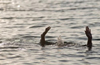 7 Girls drown in Jharkhand pond during Karma Puja immersion, CM expresses shock
