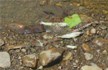 Several fishes found dead on the banks of River Tunga in Shivamoga